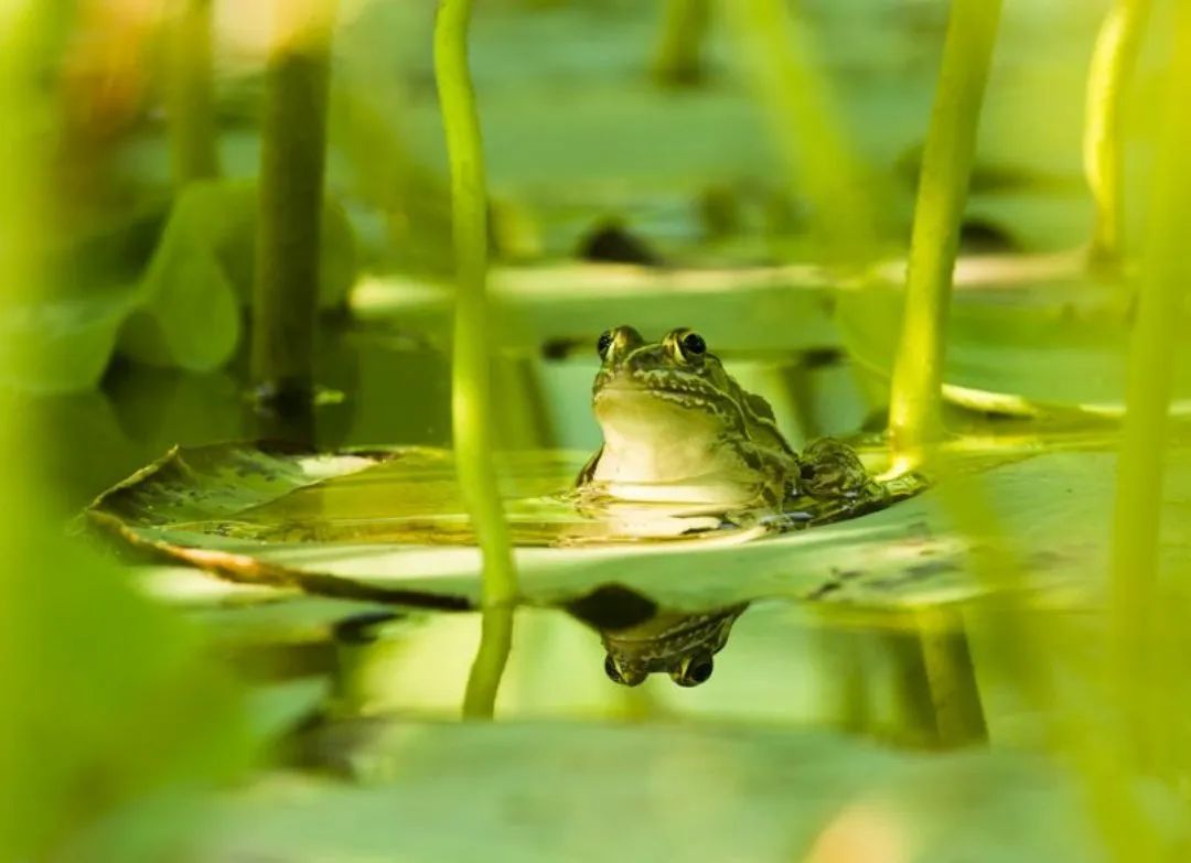 雨过初夏,听,蛙儿在歌唱.《蛙声》作者:大海