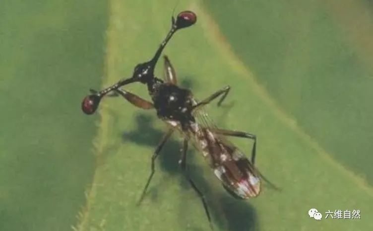 拥有一对怪眼的蝇类,突眼蝇长长眼柄会拖慢其速度,却有特殊作用