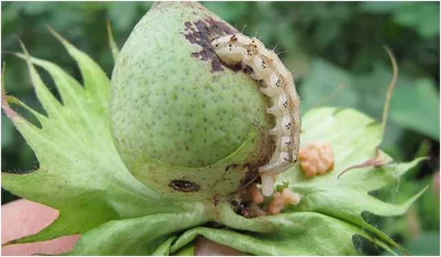 棉花生长发育过程中主要病虫害的发生规律及防治措施