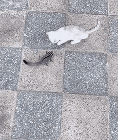 242_286gif 动态图 动图