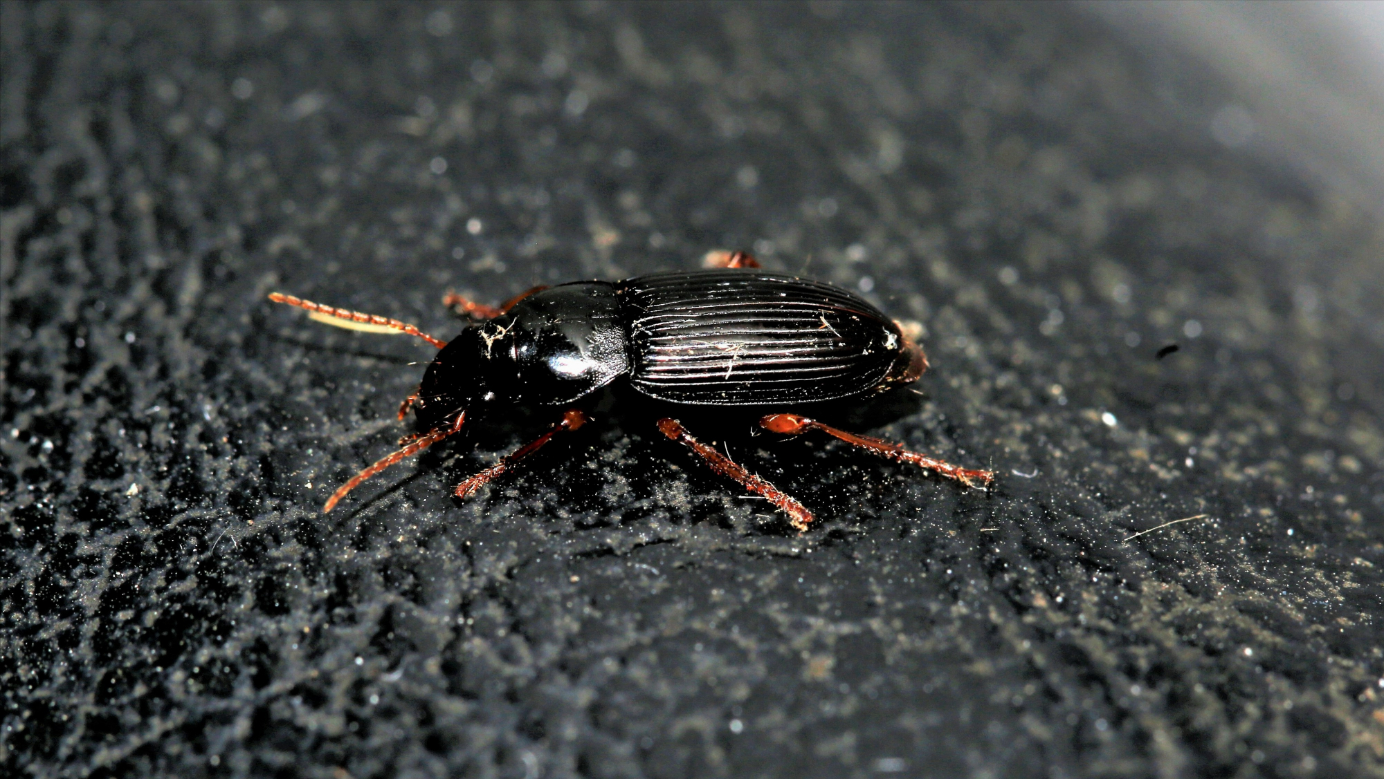 这种昆虫全体黑色捕食红蜘蛛 分布于全国各地