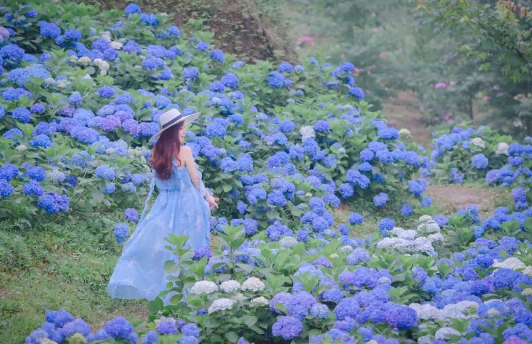 紧挨成都,打卡蓝色绣球花海!山下的油画世界,浪漫的仙山花谷!
