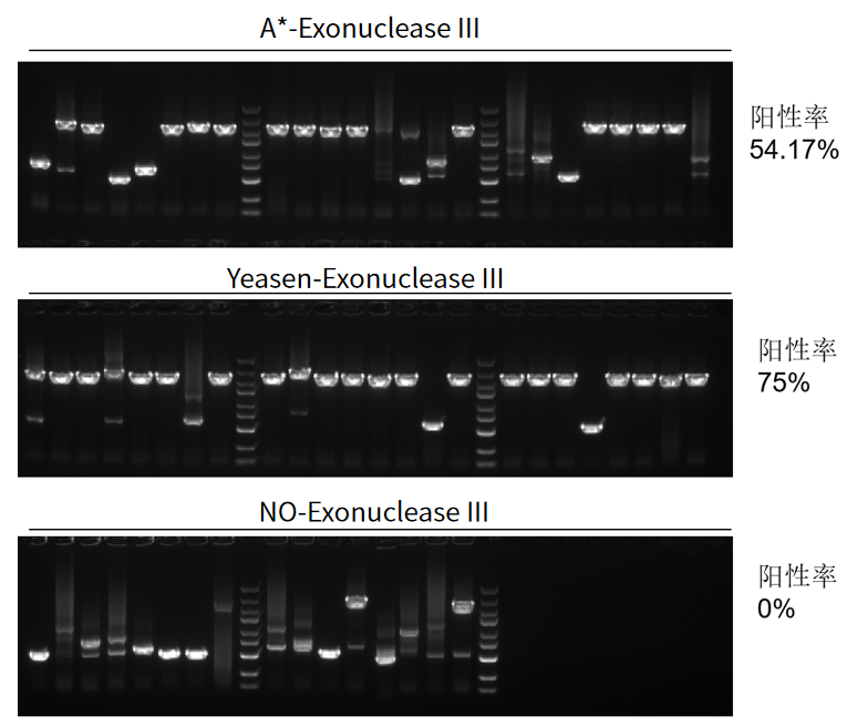 新品│重组酶聚合酶扩增rpa技术分子酶系列之exonuclease iii