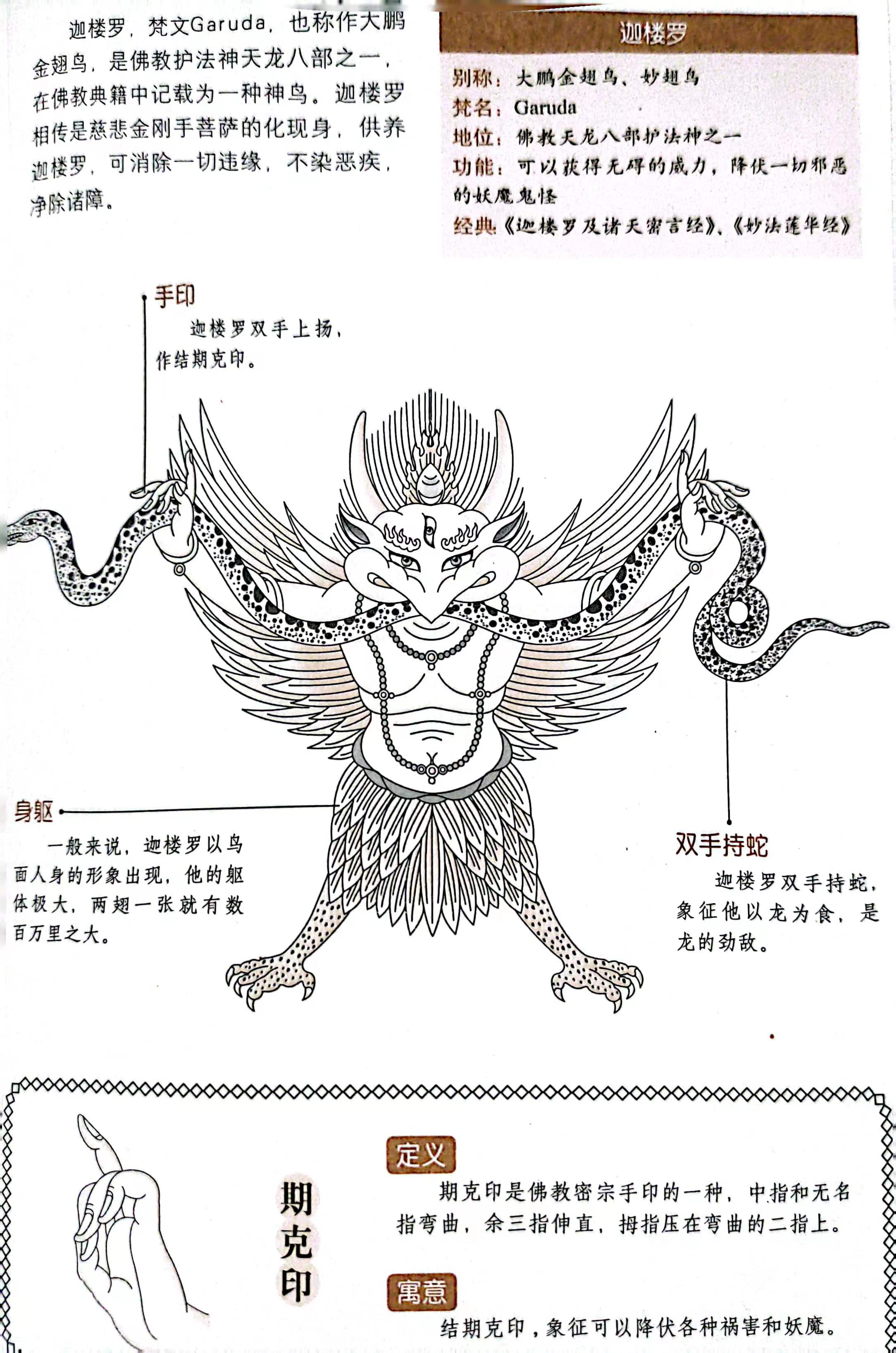 喜欢吃龙的金翅大鹏鸟——迦楼罗