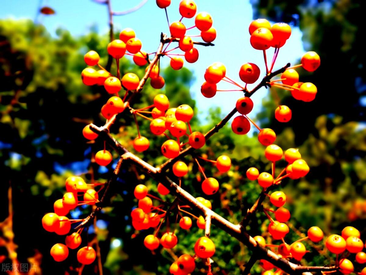 山西右玉:沙棘为什么被称之为"神奇之果",你知道吗?