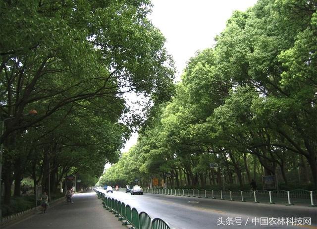 香樟木的功效与作用香樟木的香味对人体有害吗