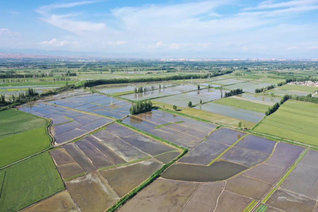一组航拍新疆伊犁水稻田的画面
