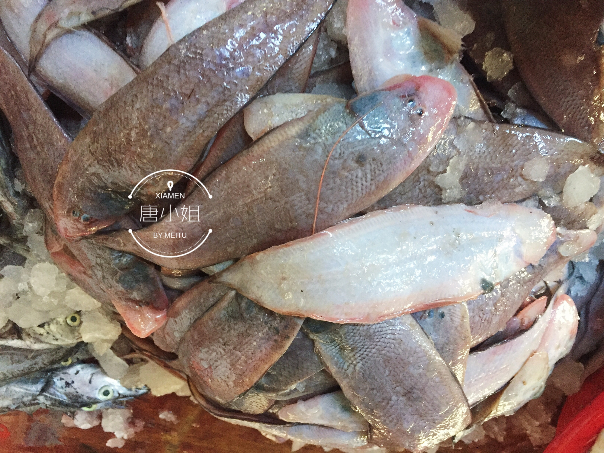 【野生虎头斑】