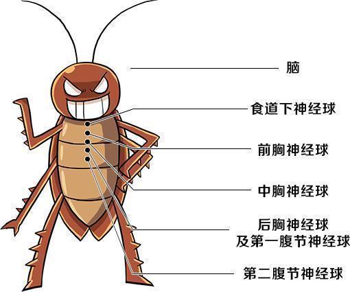 蟑螂的生长过程图片