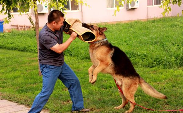 为啥狗狗总爱扑陌生人,这几点原因要知道,别忽视了