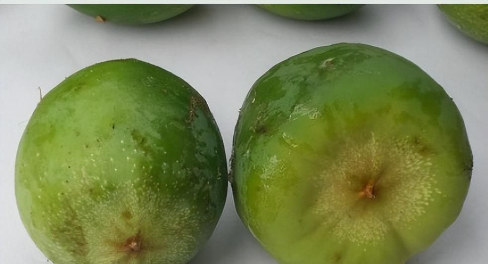 薜荔果子分为雌雄,靠一只小蜜蜂来授粉,一种可以制作冰粉植物