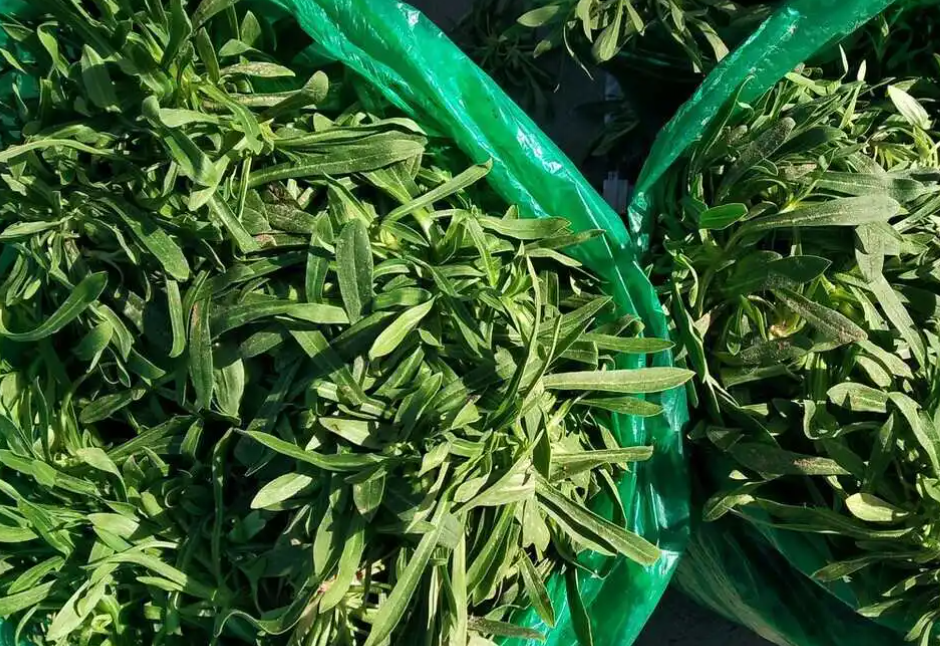 麦瓶草,也叫面条菜,米瓦罐,有3大功效,价值高,农民要了解!