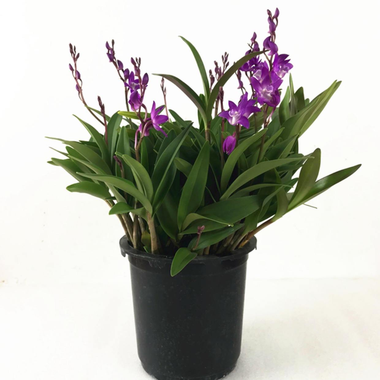 新手养石斛,教你一个催花方法,来学习下吧!