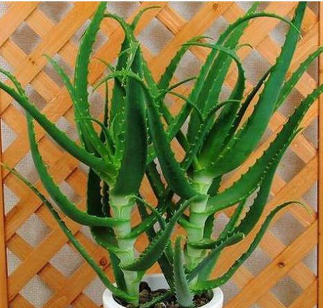 立木芦荟扦插繁殖,有2种方法,操作简单,一看就会