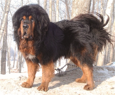 世界十大名犬排行榜