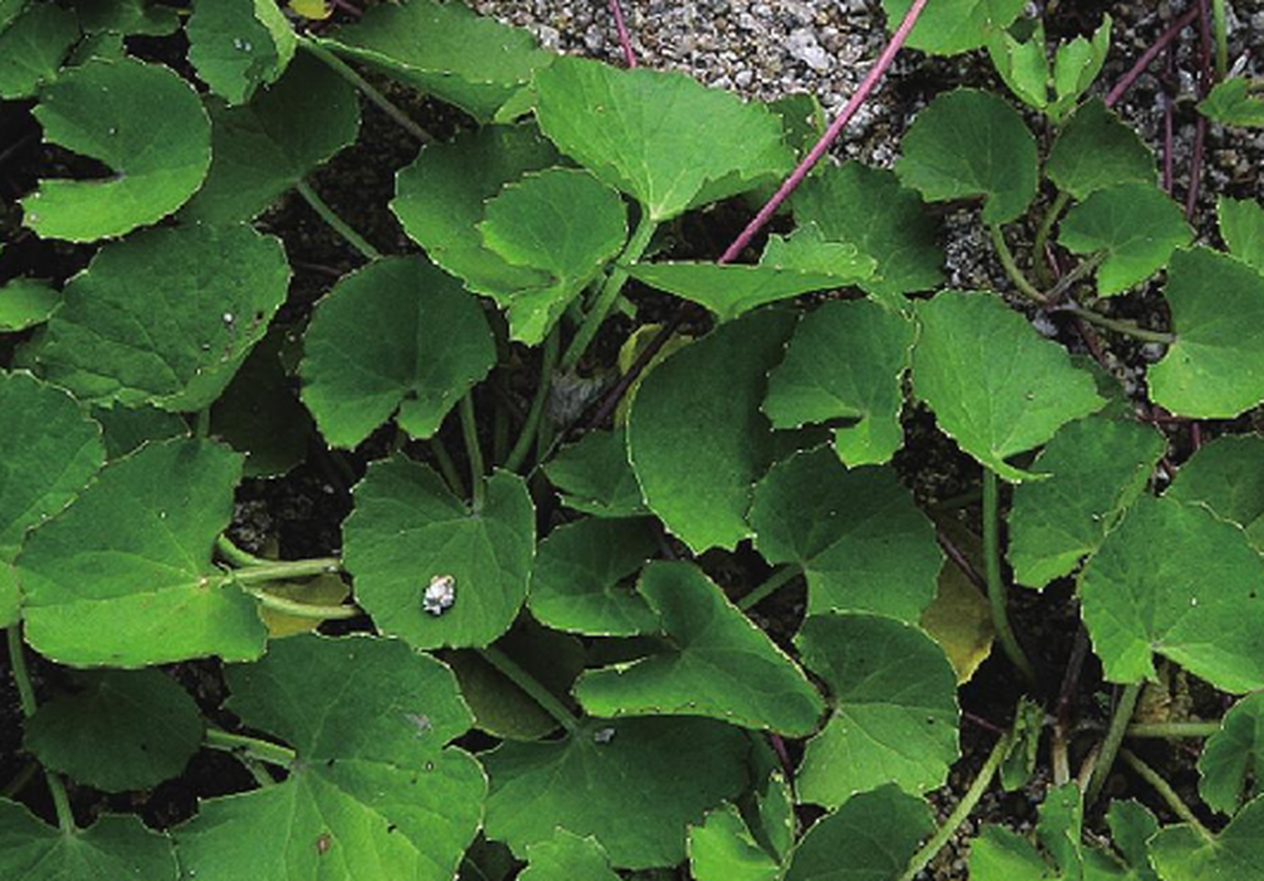 这是"肿瘤草",如今很少见,挖1棵少1棵,你家附近有吗?