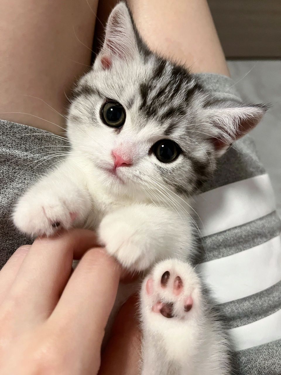 刚带回家两个月的小起司猫第三弹 kitty已经慢慢长大了好怀念它小时候