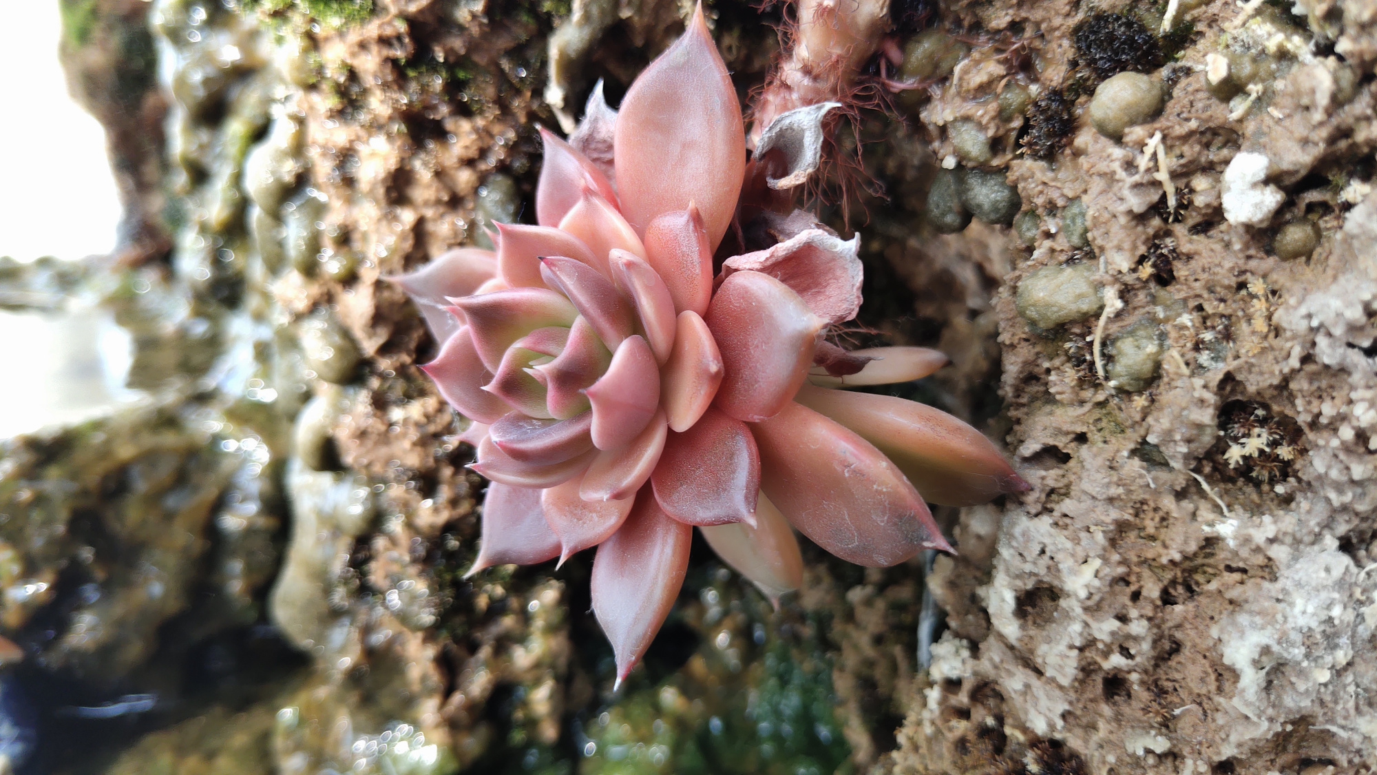 我家的多肉黑王子,最多12个头,彰显出强大的生命自愈能力