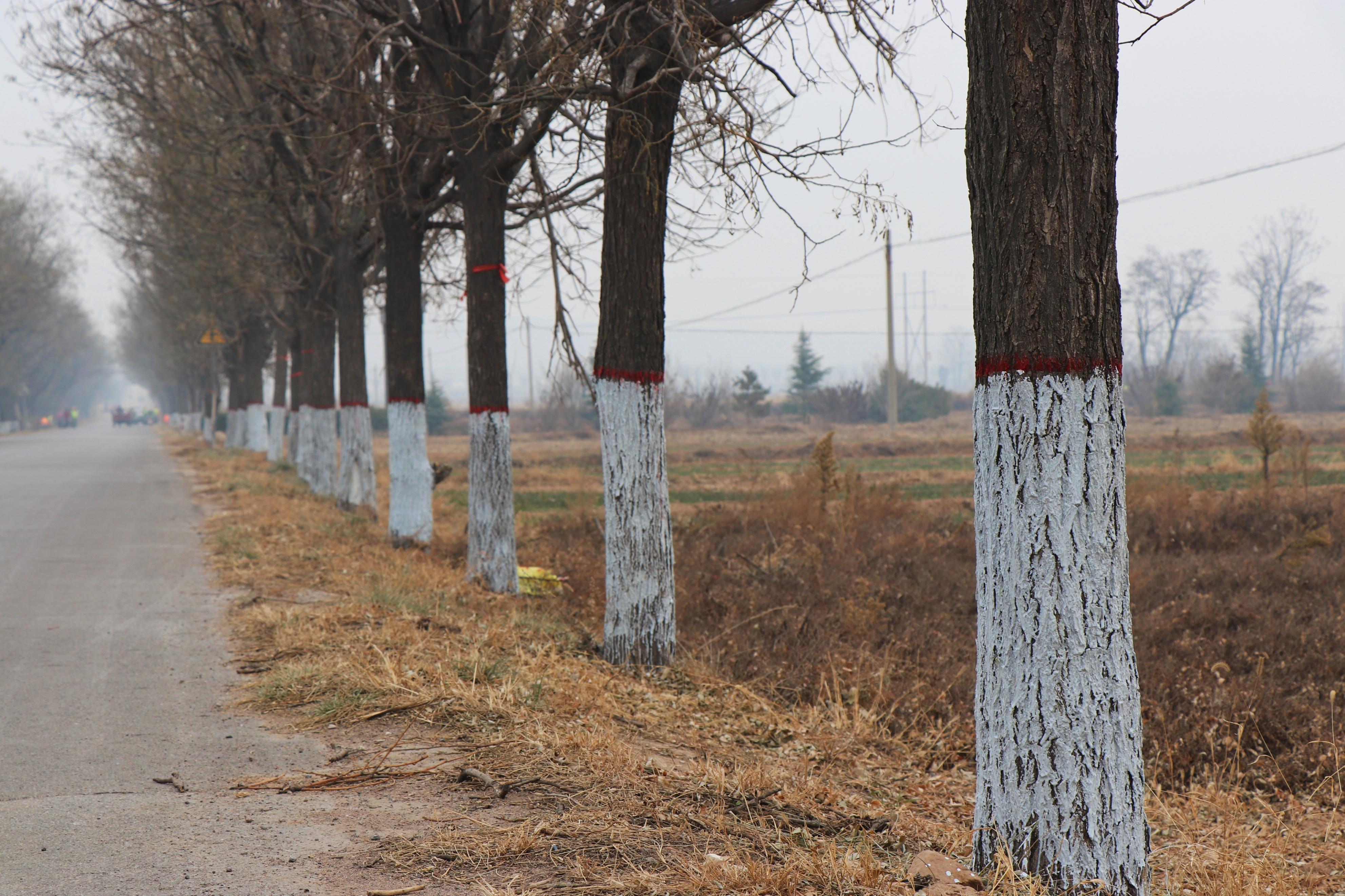 闻喜县裴社镇:树木刷白"穿新衣" 构建魅力新乡村