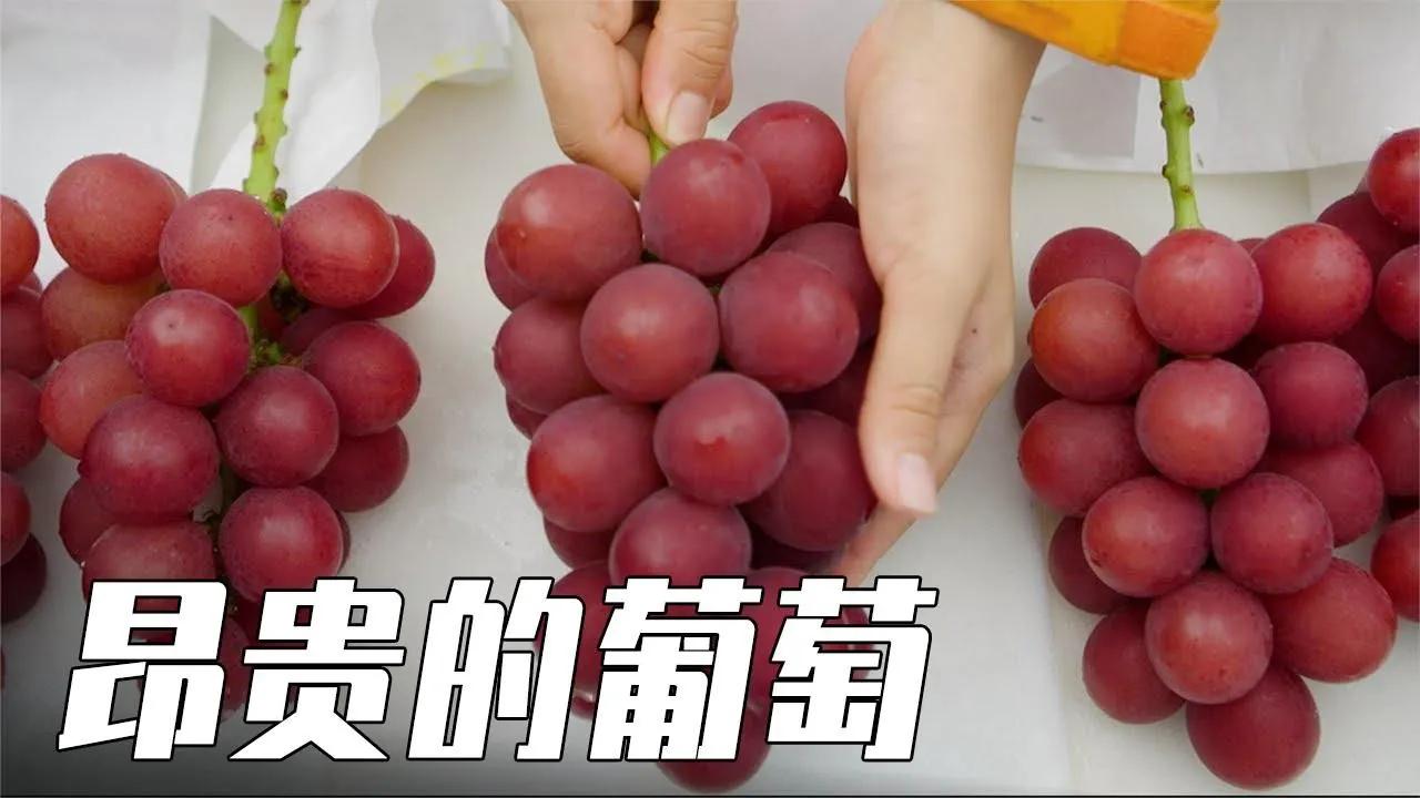 世界最贵的葡萄-罗马红宝石葡萄,普通人吃不起?