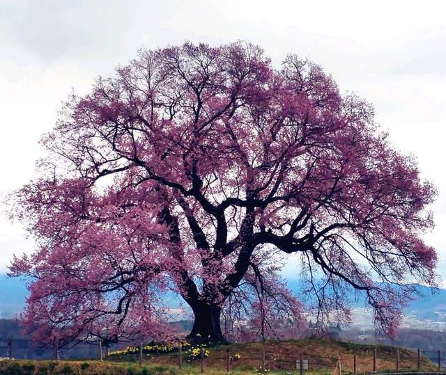 鳄冢之樱 现存最大的樱花树之一