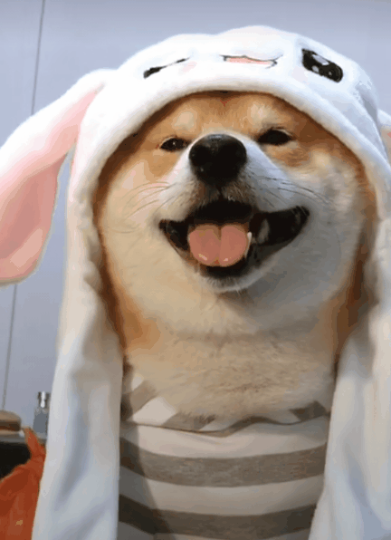 你了解柴犬吗?往往这几个特征最突出,不妨看一下