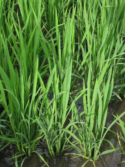 受低温多雨影响,水稻秧苗出现立枯病,两种办法教给你