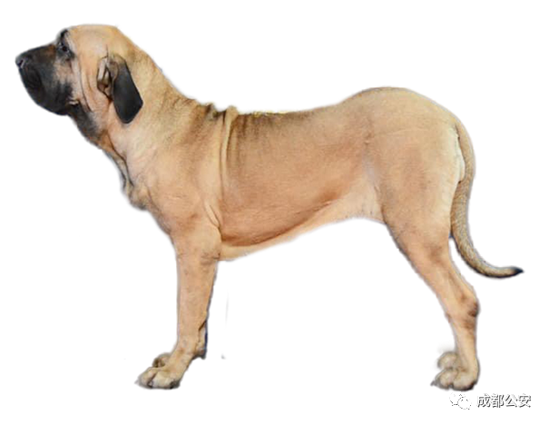 西班牙加納利犬presacanario35.