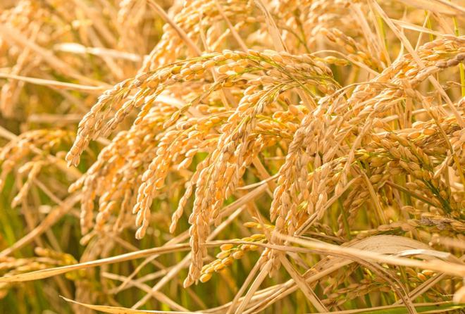 大米的生长过程:从种子到丰收,一份食物的奇妙旅程