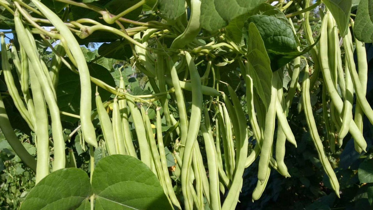 大棚种植四季豆管理小窍门:选择优质的种苗进行消杀处理