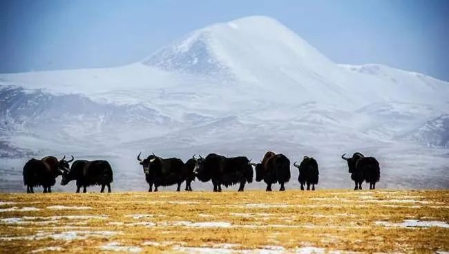 两百多头野牦牛现身三江源