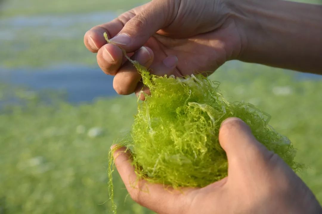 黄海浒苔增长1.3倍,海边浴场变成青青草原,为什么无法彻底消灭