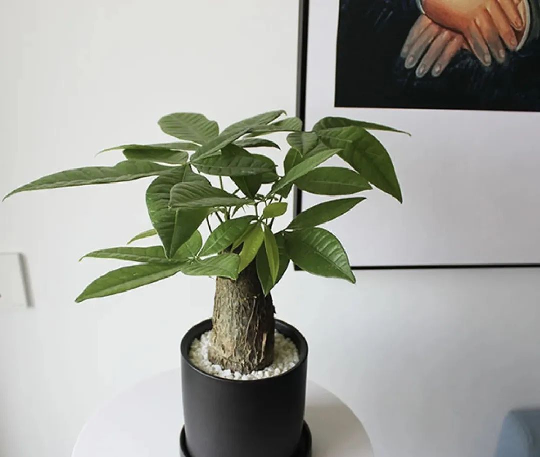 5种"旺财花",漂亮好养,客厅有1棵,能招财旺运!