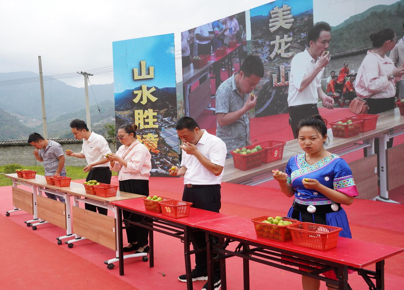 安龙县龙山镇第二届蜂糖李采摘节举行