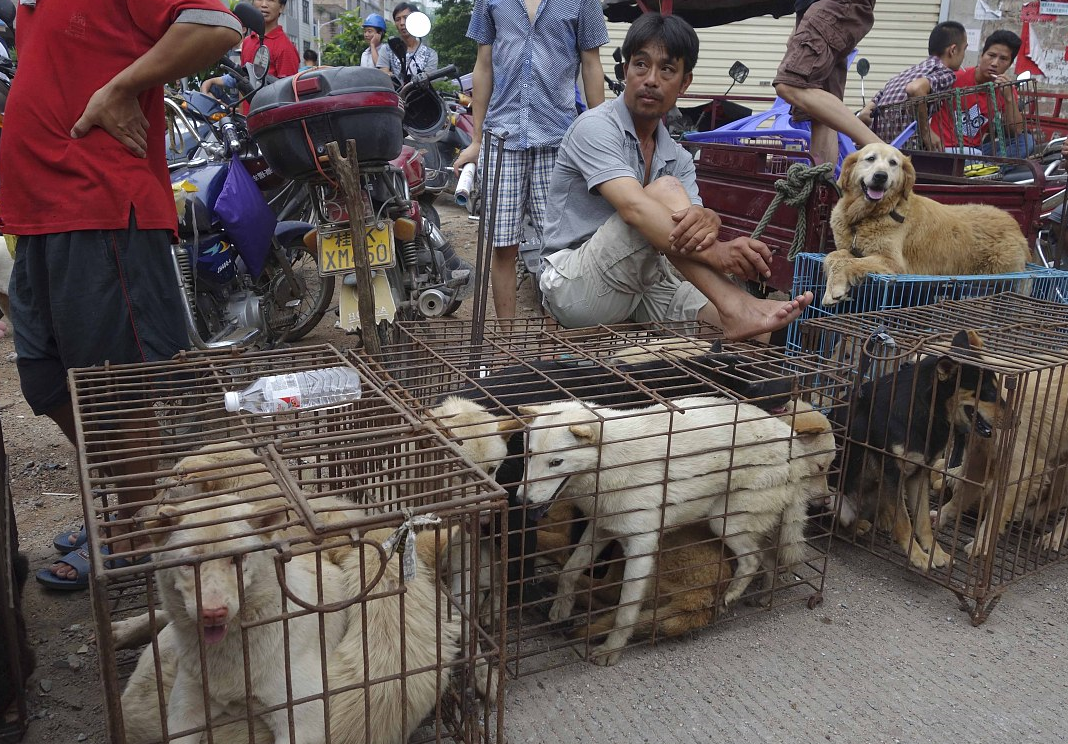广西玉林夏至荔枝狗肉节,是传统文化还是虐待行为?