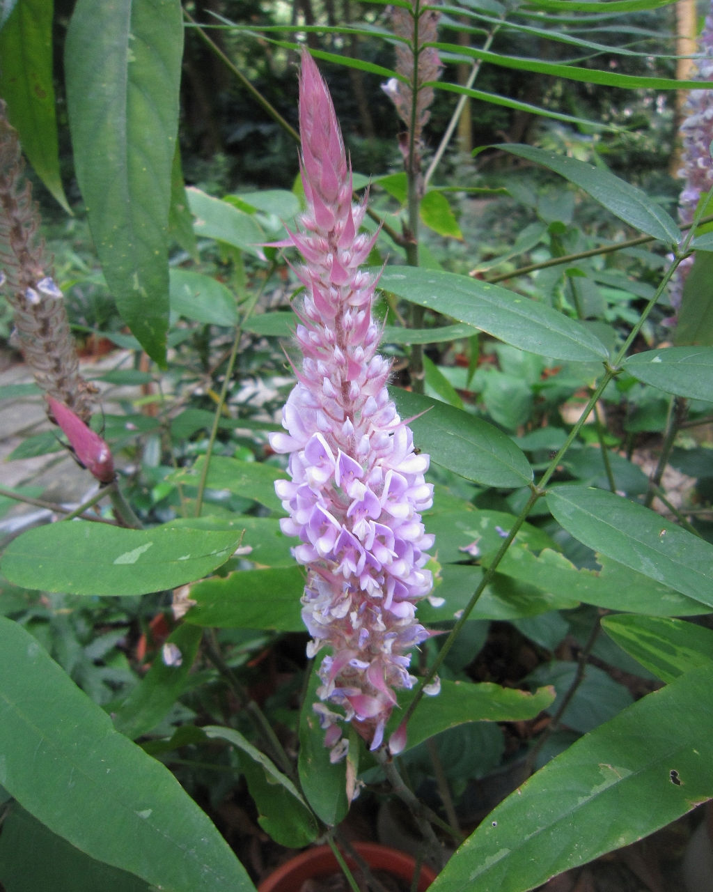 长穗猫尾草怎么养?盆栽长穗猫尾草的养殖方法和注意事项!