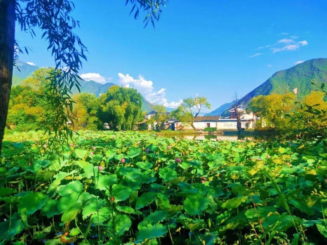 走进阿瓦荷塘 邂逅乡村慢时光