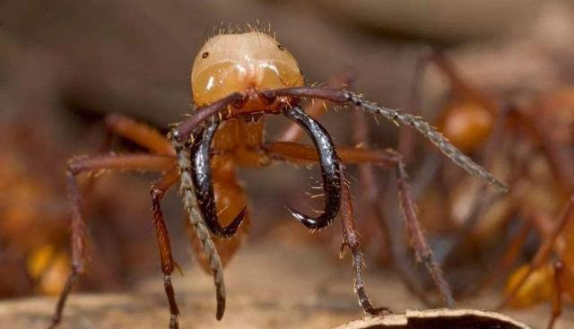 一群行军蚁能否对付一只饥饿的食蚁兽?为什么?