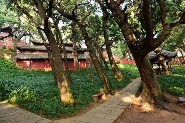 绵阳绝美景区走红,拥有全国最大的纯古柏林,休闲度假绝佳去处