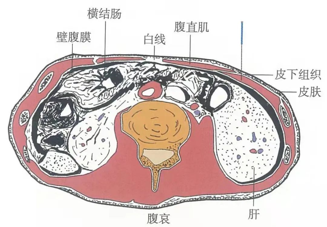 穴位知识 腹哀