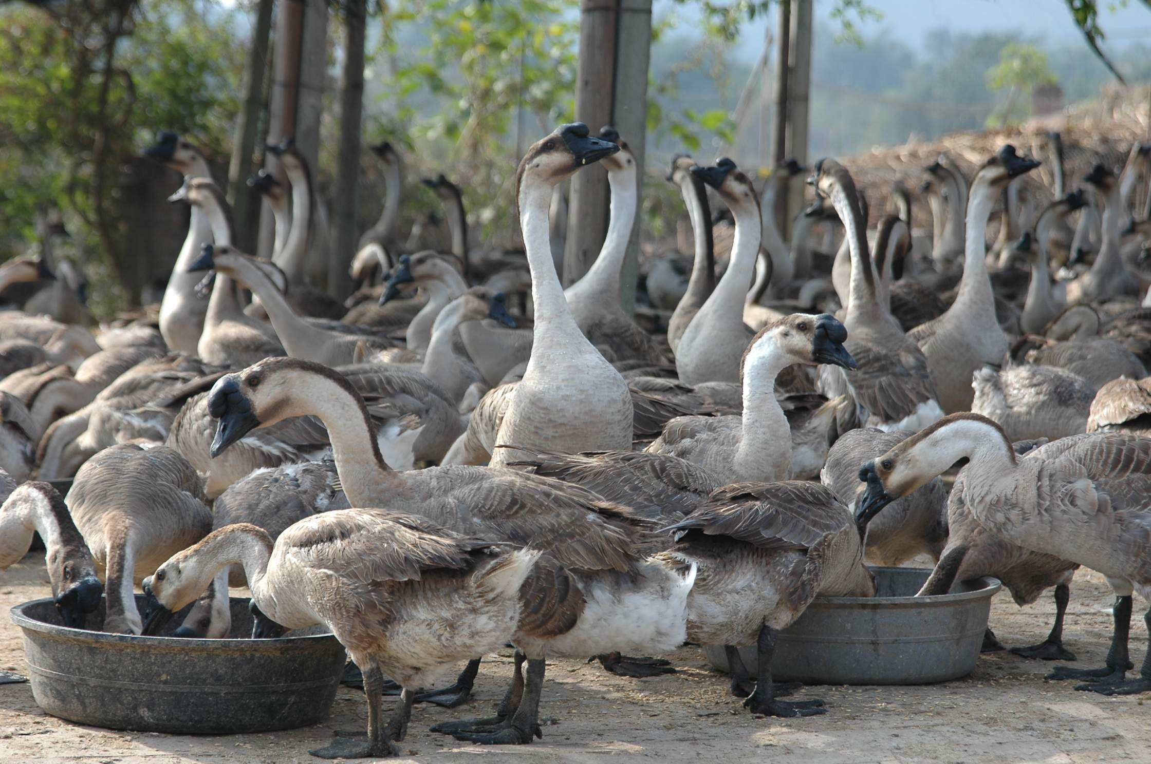 给鹅免疫疫苗的注意事项?养殖经验告诉你