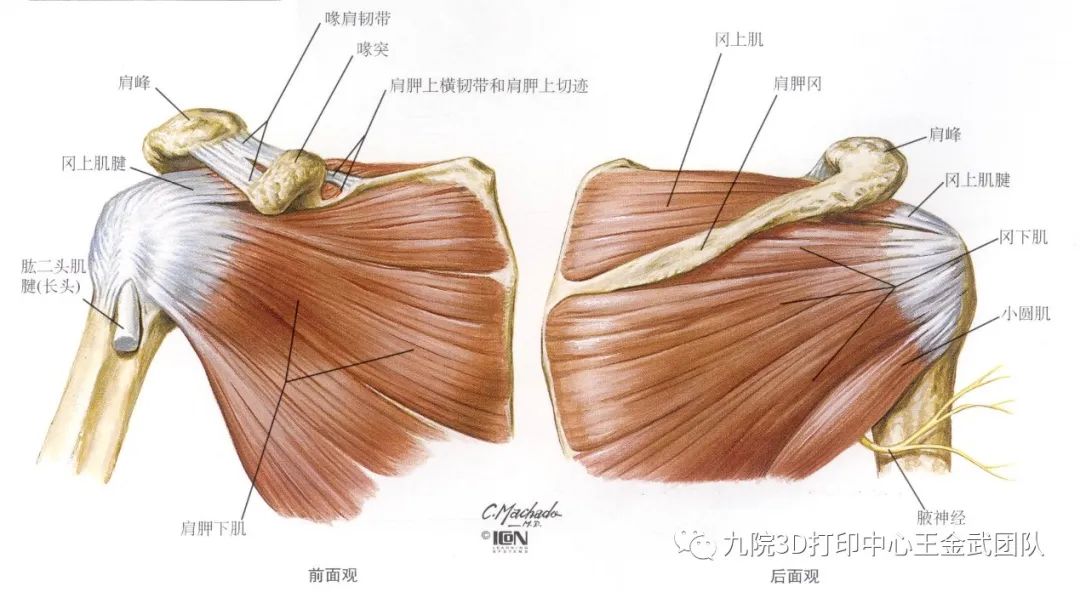 冈上肌腱解剖图片