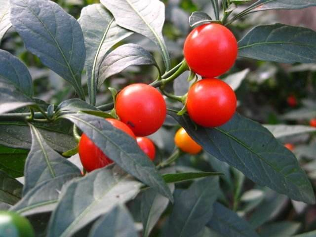 农村常见植物,又名"蛇必退,是观果花卉,趋避虫蛇效果好