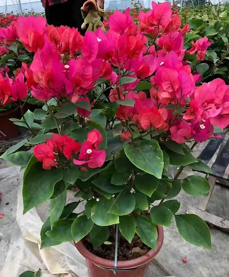 适合北方养的三角梅—绿叶玫红,颜值高,花期长,封闭阳台也能养