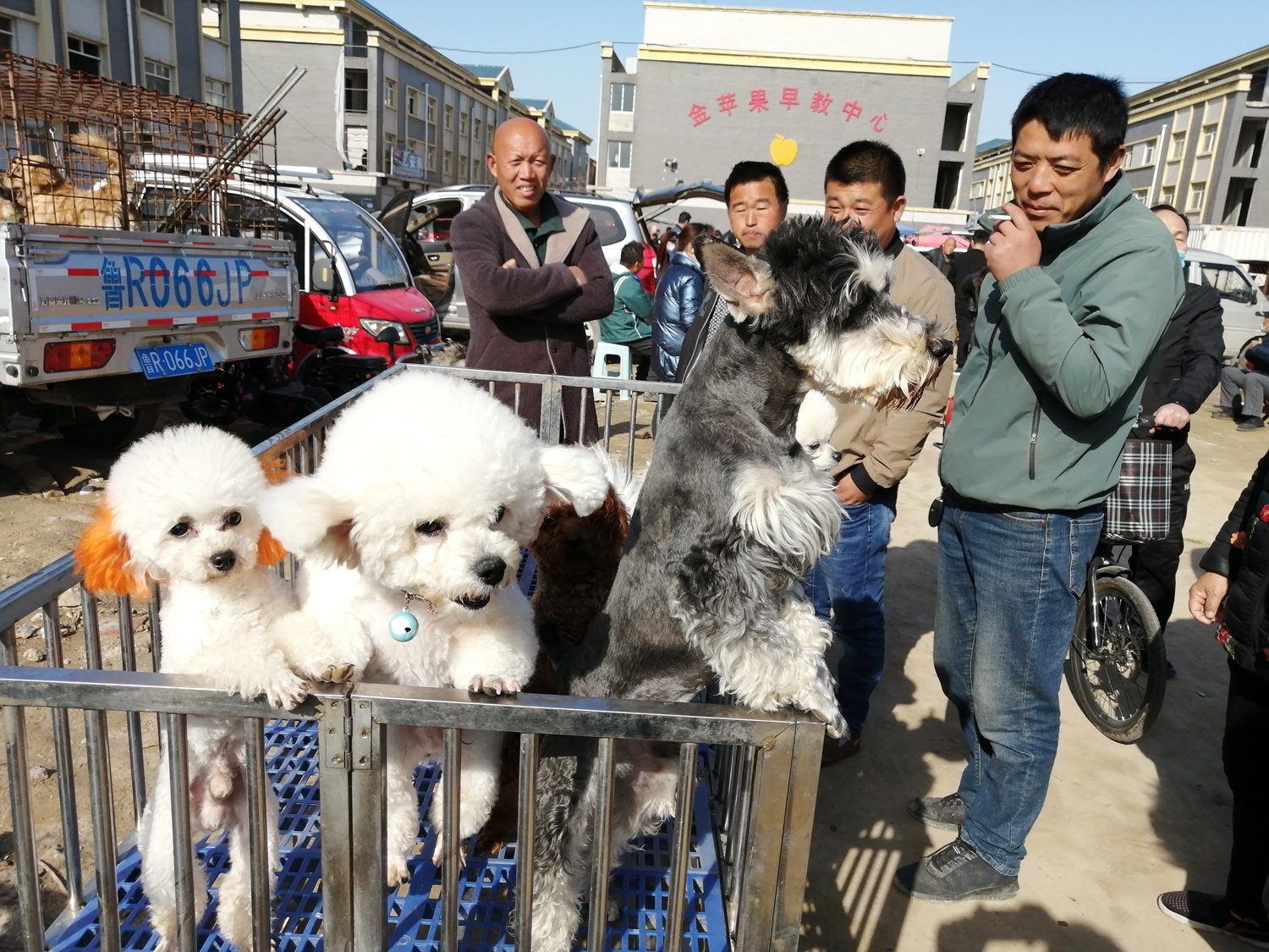 哈尔滨狗市图片