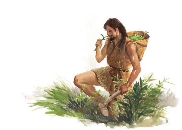 狗脑贡茶:茶祖炎帝留给世人的宝物