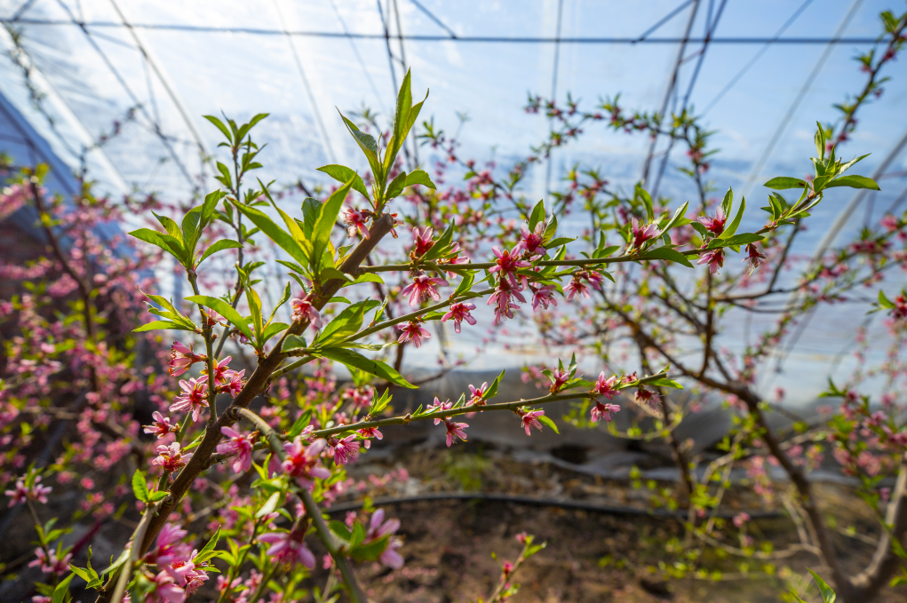 大棚油桃开花了!