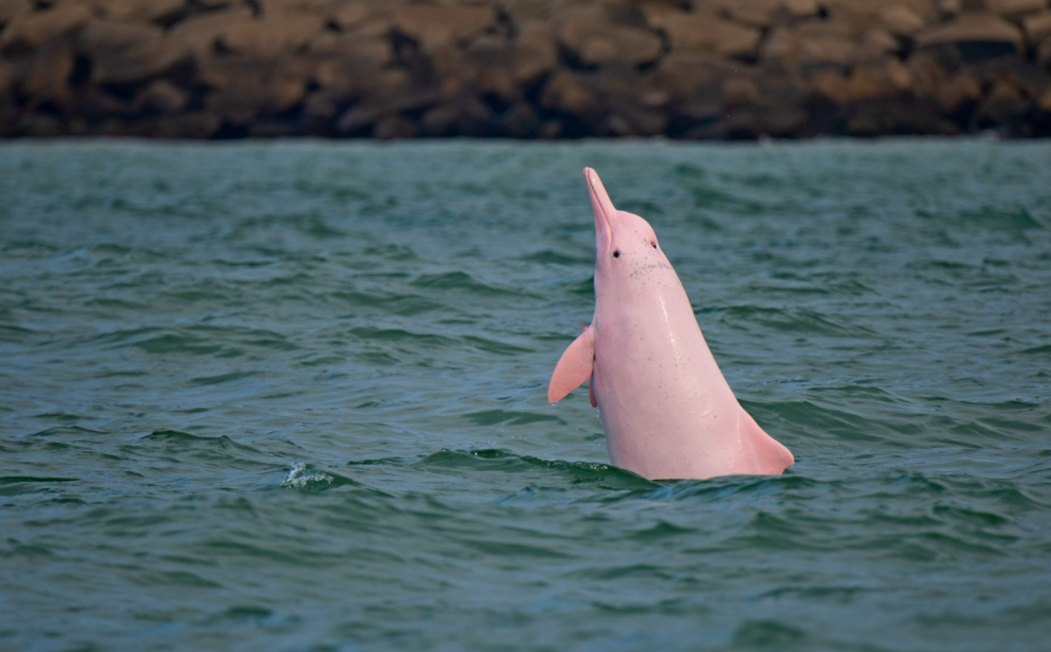 广州出现"粉红色海豚",为一级保护动物,为何专家称不是好事?