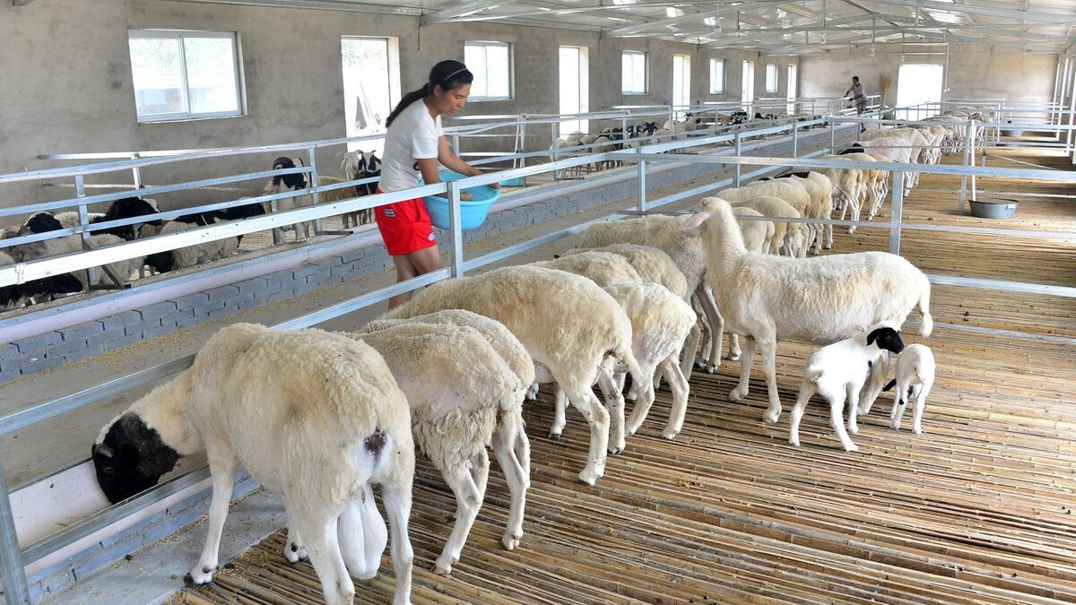 养羊- 热门商品专区