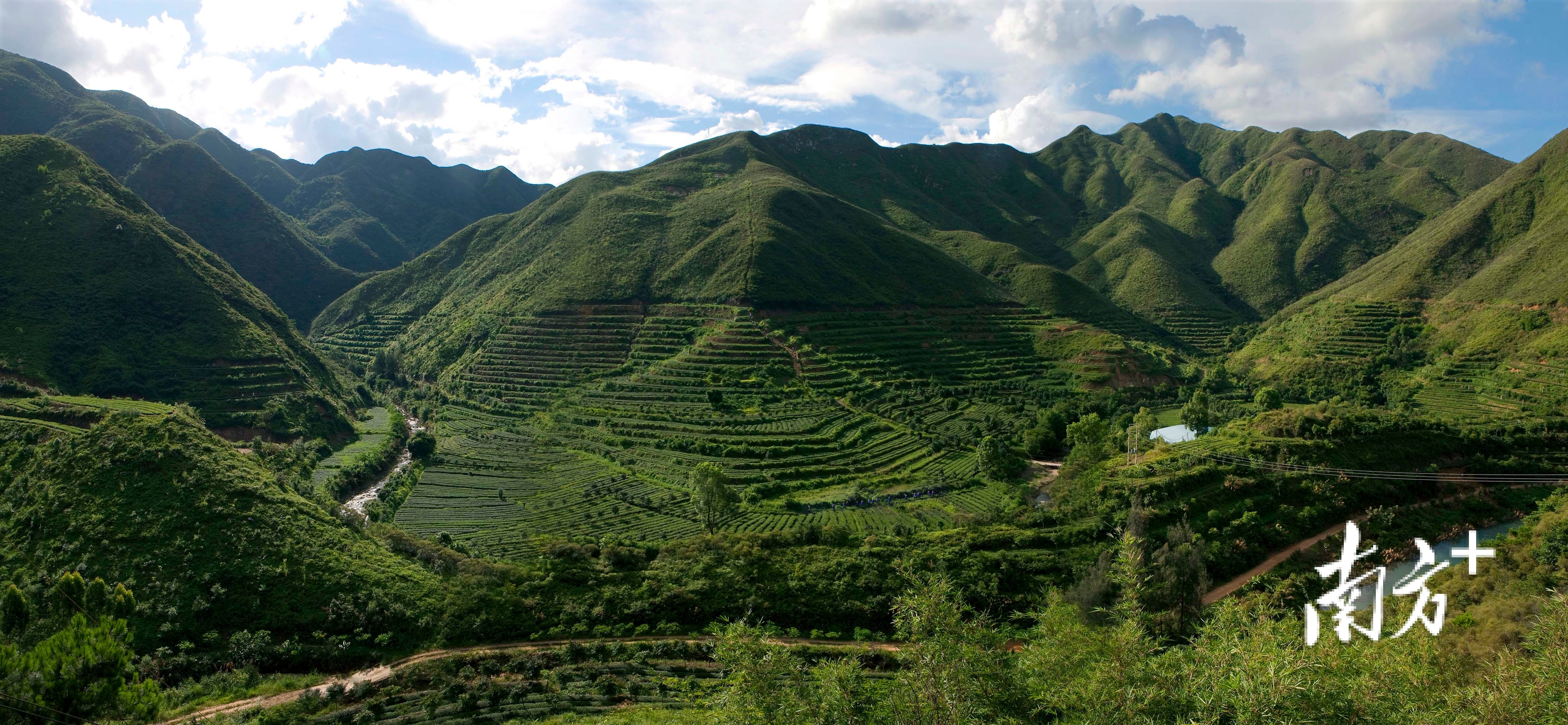 海丰莲花山茶园图片